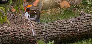 Best Lawn Maintenance Plans  in Soda Springs, ID