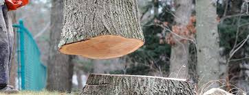 Best Tree Removal  in Soda Springs, ID