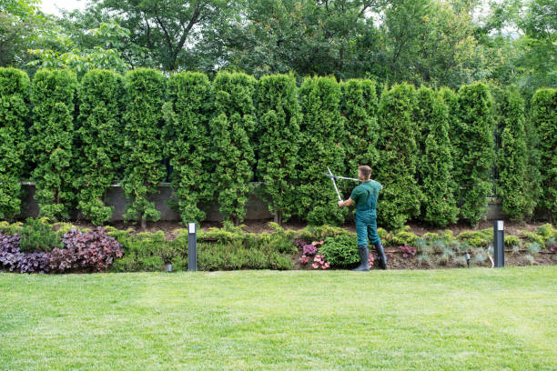 Best Lawn Renovation and Restoration  in Soda Springs, ID