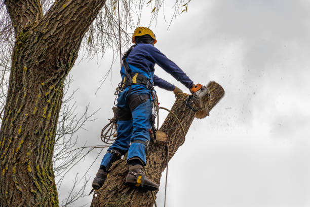Best Tree Risk Assessment  in Soda Springs, ID