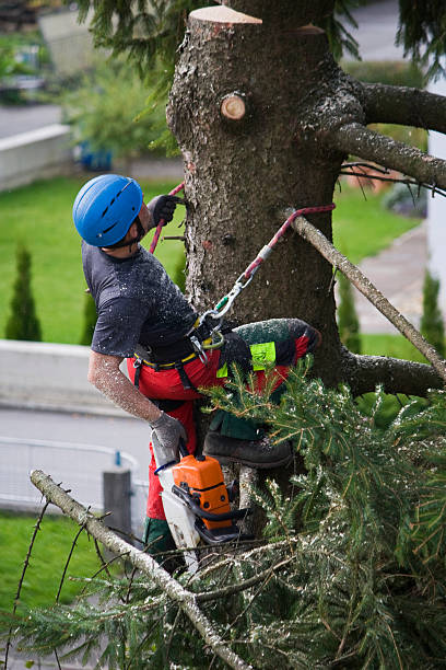 Best Storm Damage Tree Cleanup  in Soda Springs, ID